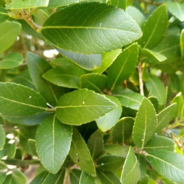 Phillyrea latifolia 葉