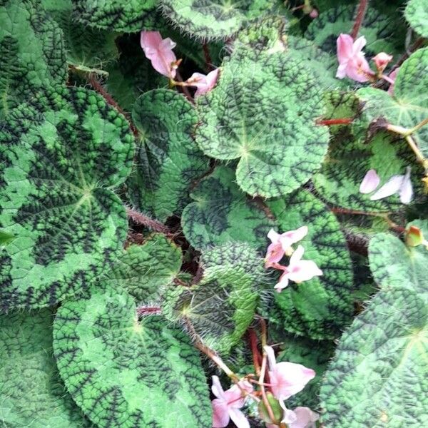 Begonia longiciliata Habitatea