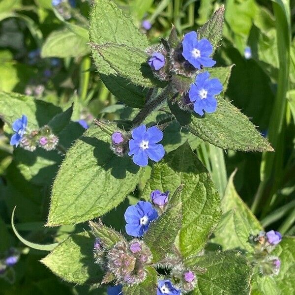 Pentaglottis sempervirens ফুল