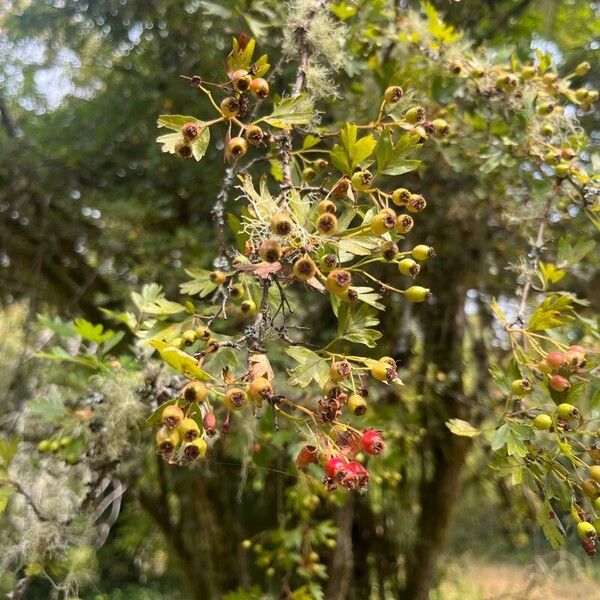 Crataegus azarolus Fruit