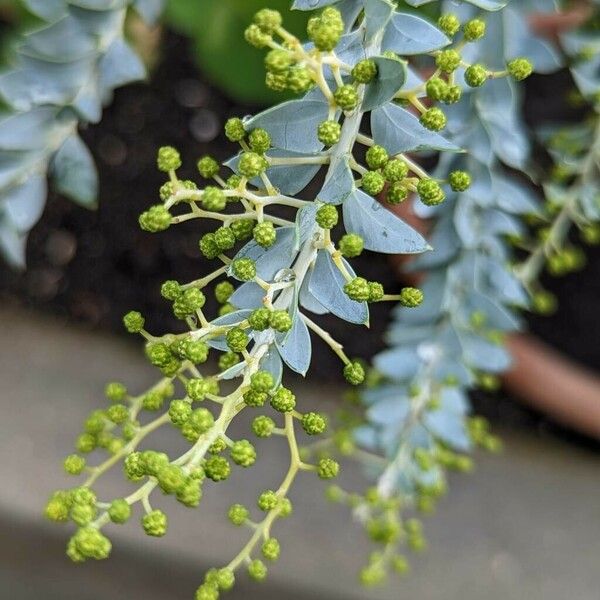 Acacia cultriformis Flower