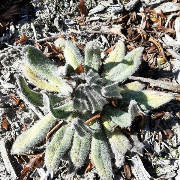 Plantago lagopus পাতা