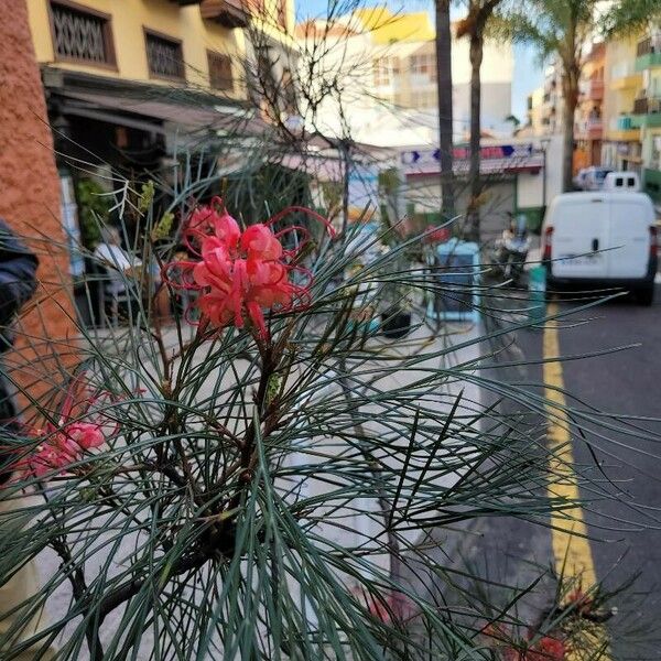 Grevillea rosmarinifolia Flower