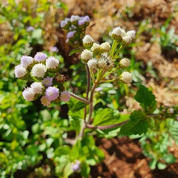 Ageratum conyzoides Floro