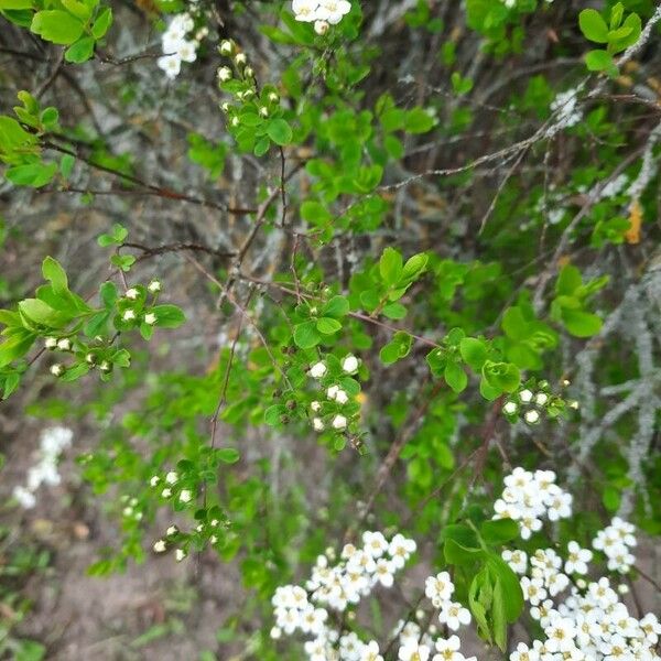 Spiraea hypericifolia Blatt