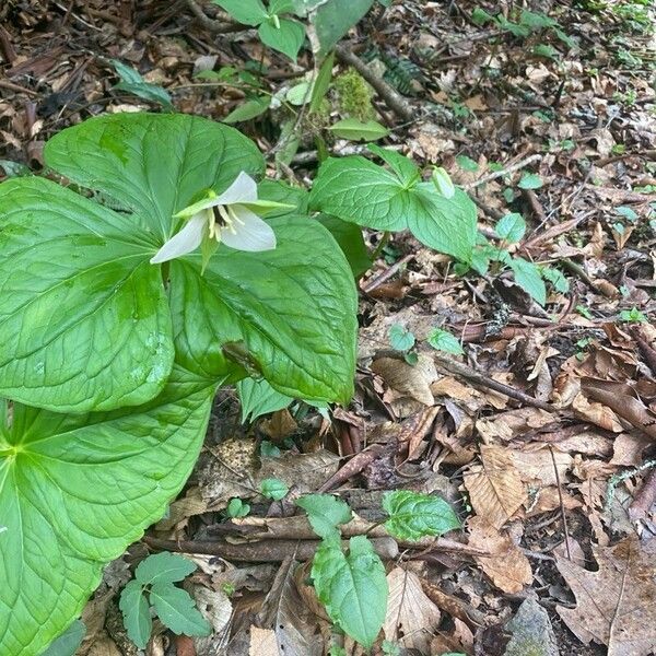 Trillium simile Žiedas