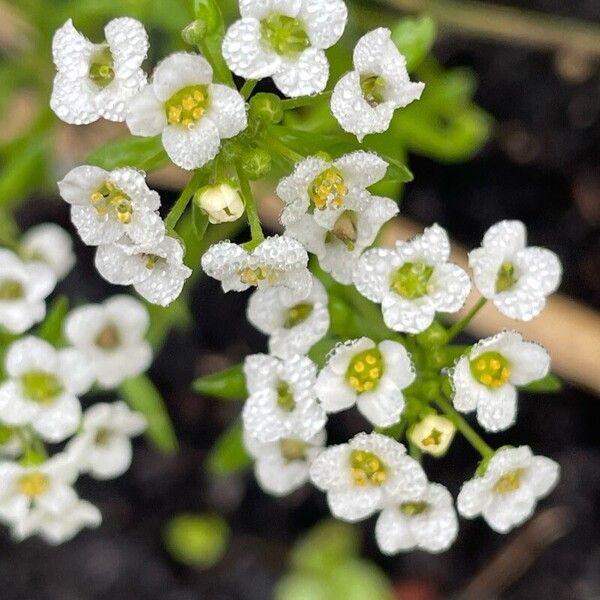 Lobularia maritima 花