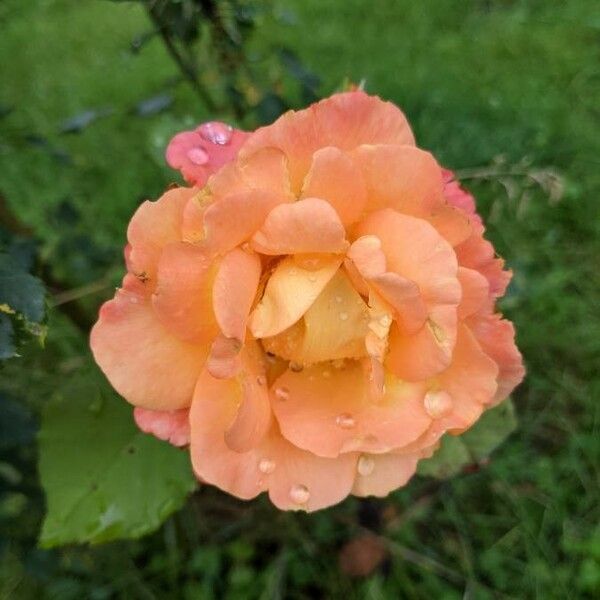 Rosa chinensis 花
