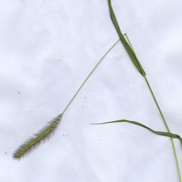 Setaria viridis Fleur