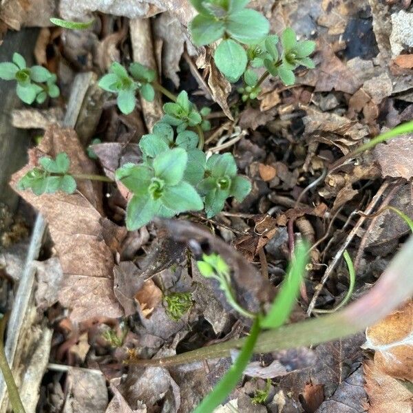 Sedum ternatum List