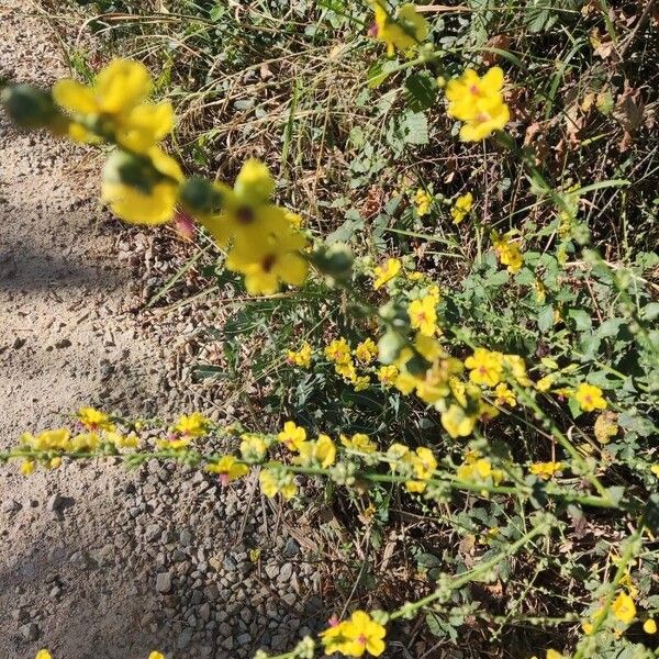 Verbascum virgatum Λουλούδι