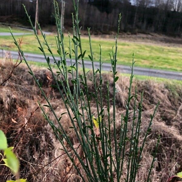 Cytisus scoparius Frunză