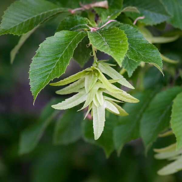 Carpinus betulus 果実