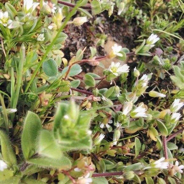 Cerastium semidecandrum Staniste