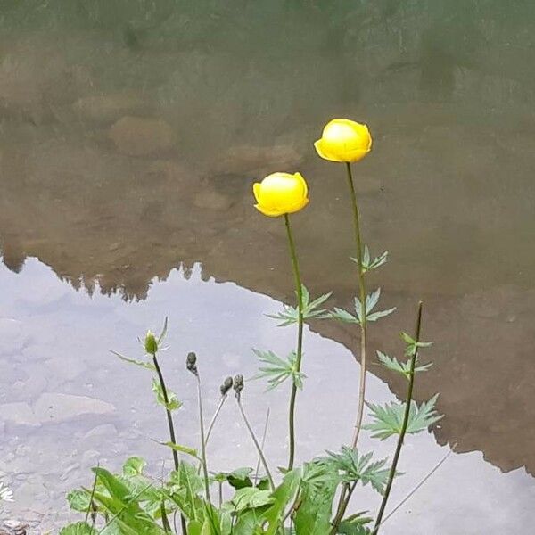 Trollius europaeus Λουλούδι