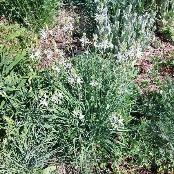 Anthericum liliago Hàbitat