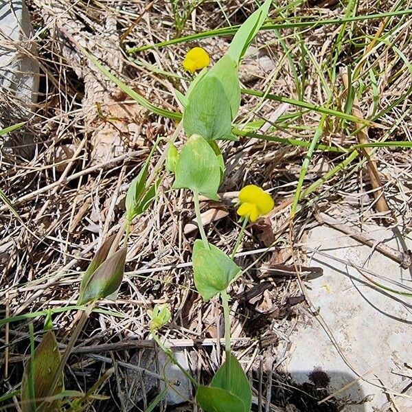 Lathyrus aphaca 葉