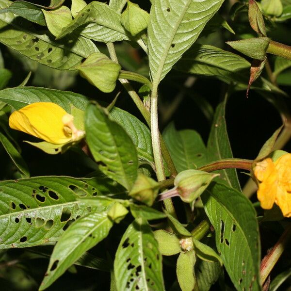 Ludwigia octovalvis Floare