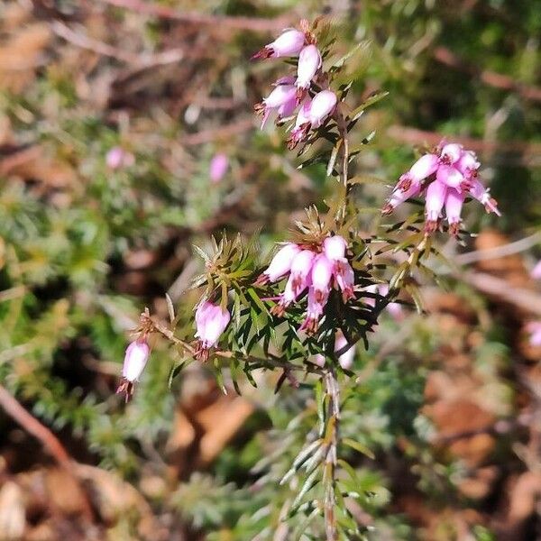 Erica erigena Flower