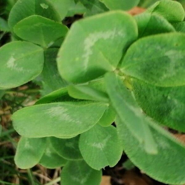 Trifolium repens Folha