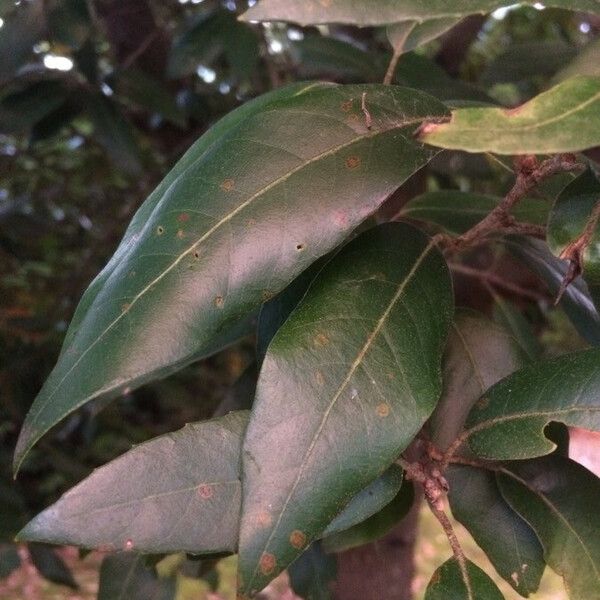 Quercus virginiana Ліст