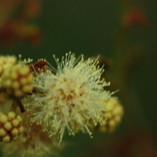 Acacia mearnsii Autre