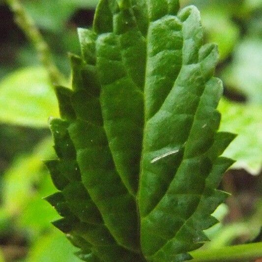 Stachytarpheta urticifolia Folha