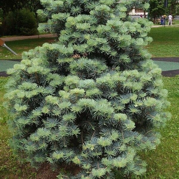 Abies concolor Характер