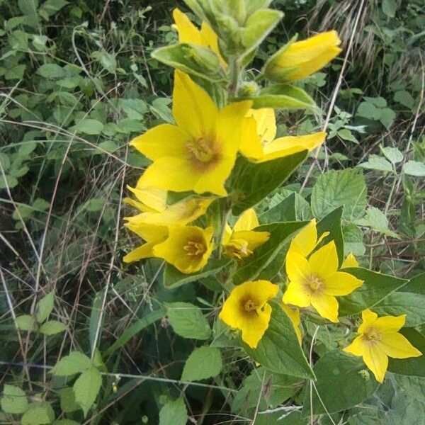 Lysimachia vulgaris Flor