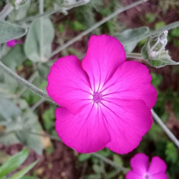 Silene coronaria Fleur