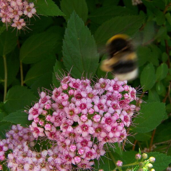 Spiraea japonica Flower