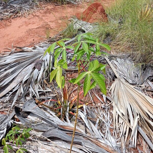 Manihot esculenta Habit