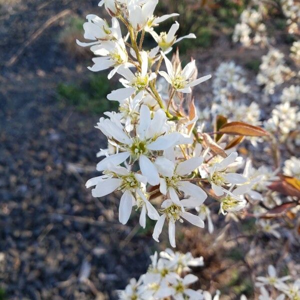 Amelanchier × lamarckii Flower