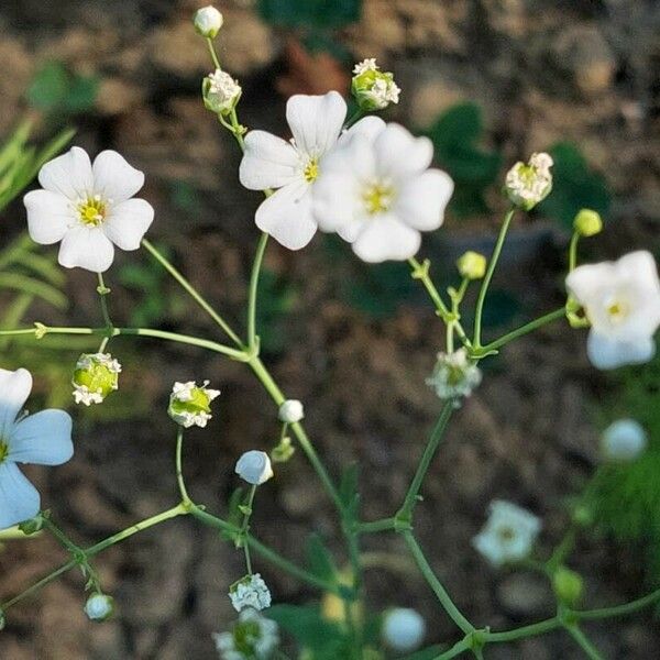 Gypsophila elegans Blomma