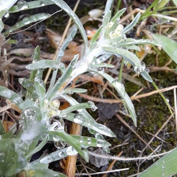 Gnaphalium uliginosum Blad