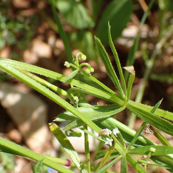 Galium tricornutum Feuille