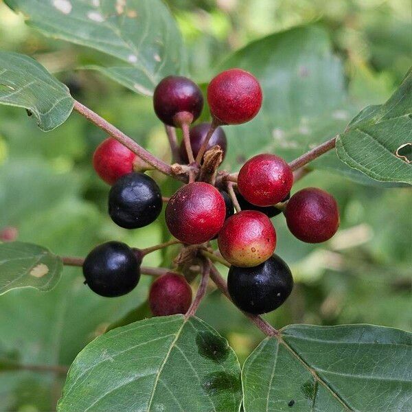 Frangula alnus Fruto