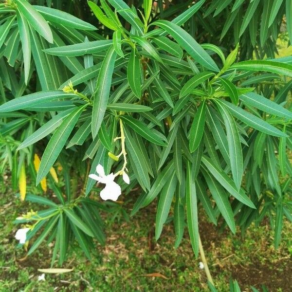 Nerium oleander Blodyn