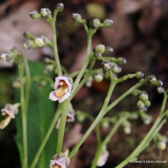 Hybanthus austrocaledonicus Flower