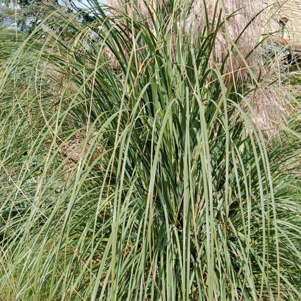 Cortaderia selloana Ліст