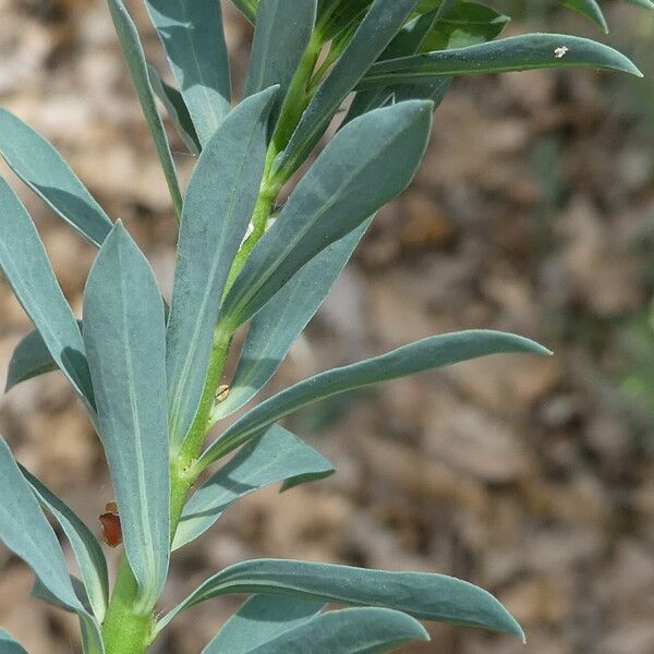 Euphorbia falcata Frunză