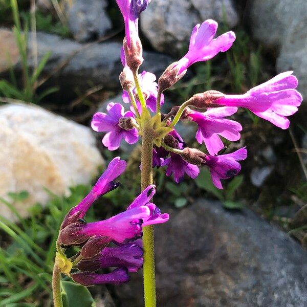 Primula latifolia Flower