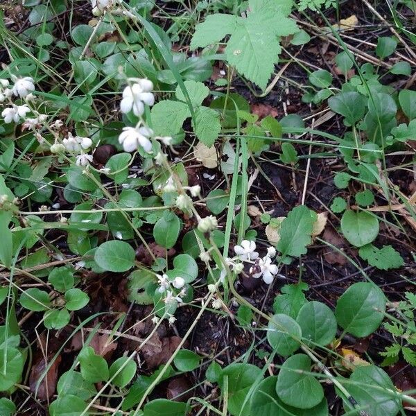 Pyrola rotundifolia Flor