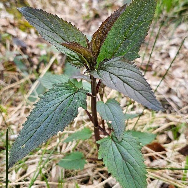 Scrophularia nodosa Blatt