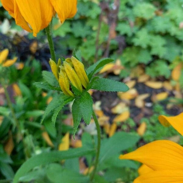 Rudbeckia hirta പുഷ്പം