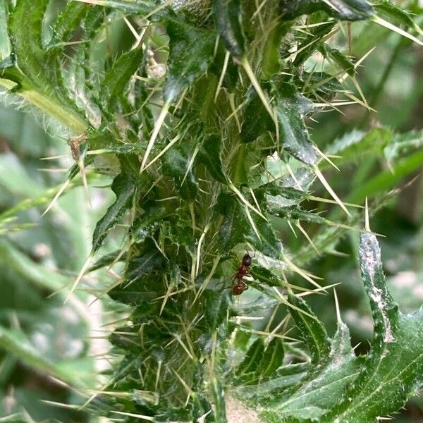 Cirsium palustre Corteccia