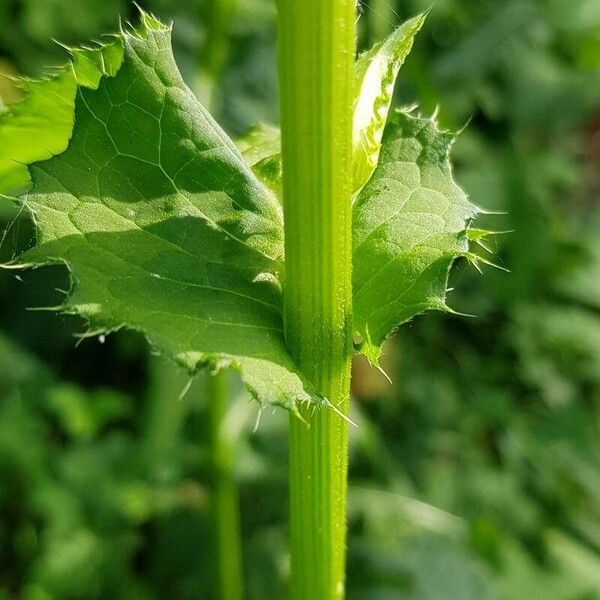 Cirsium oleraceum बार्क (छाल)