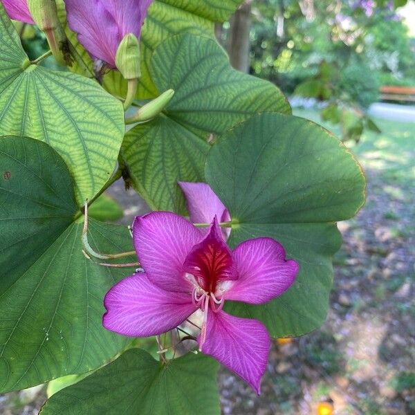 Bauhinia purpurea Flower