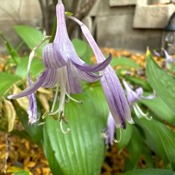 Hosta lancifolia ᱵᱟᱦᱟ