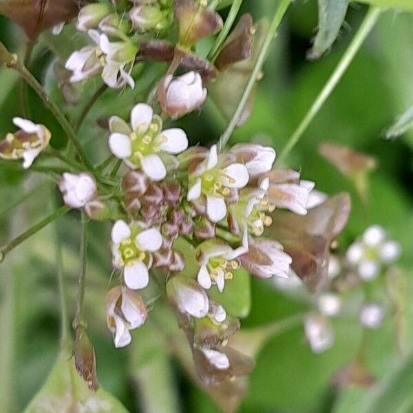 Capsella bursa-pastoris Flor